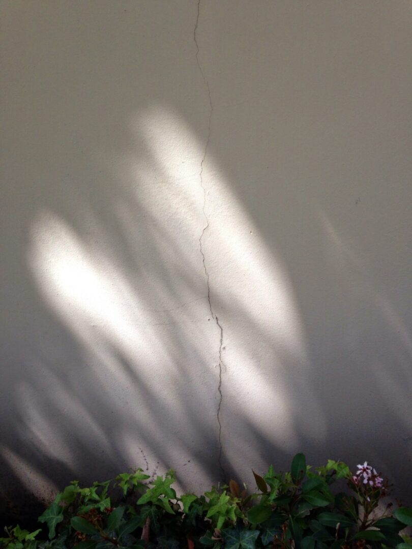 A plant with long leaves in the foreground and a wall behind it.