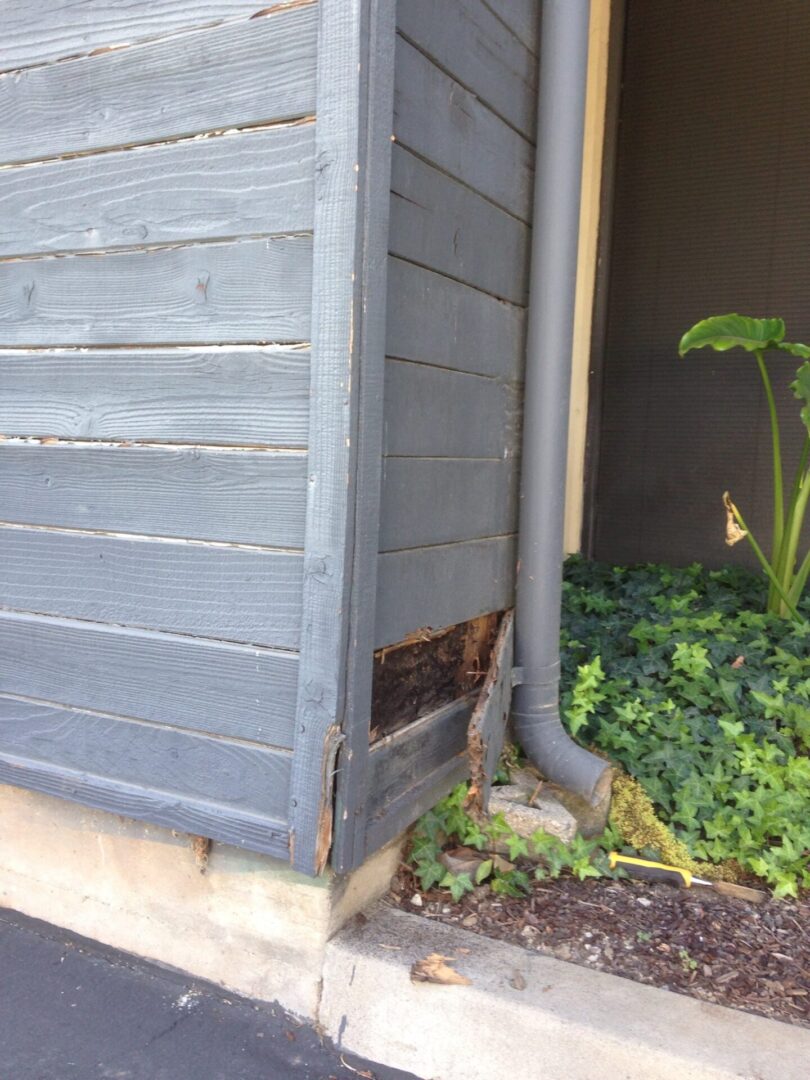 A house with a gutter and a plant in the corner.