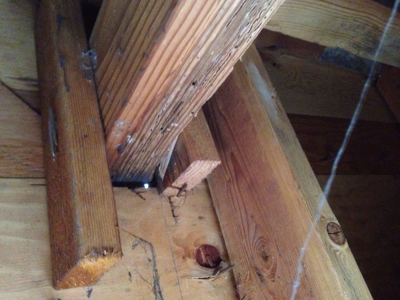 A cat is sitting on the floor of an attic.