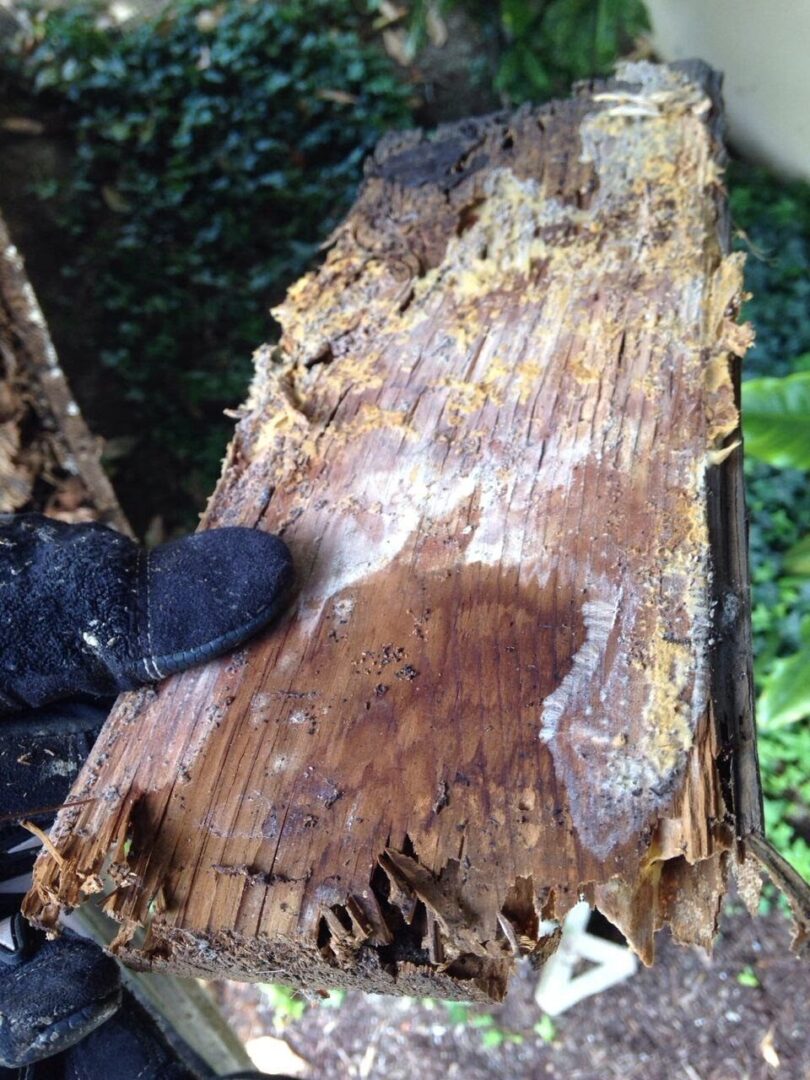 A black bird sitting on top of a tree trunk.