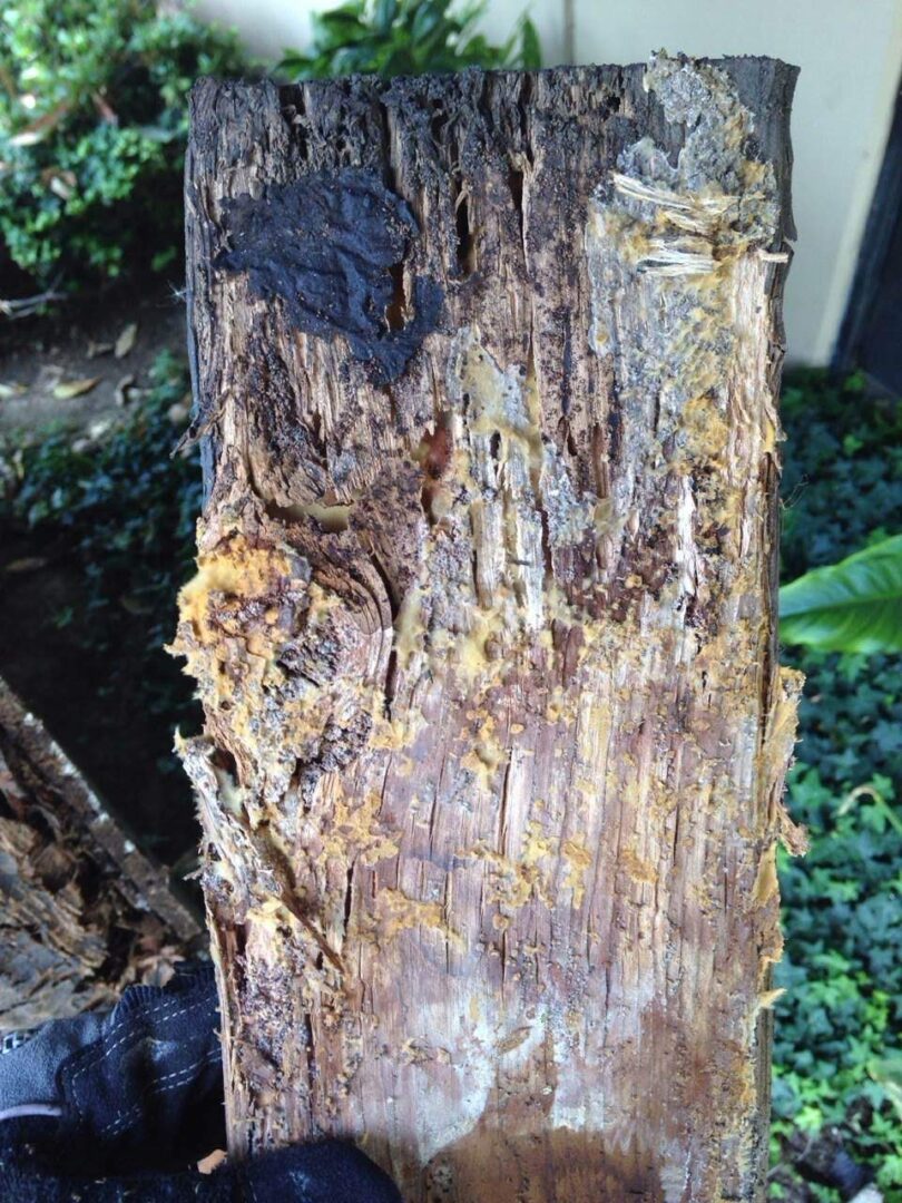 A tree with many different colors of bark.