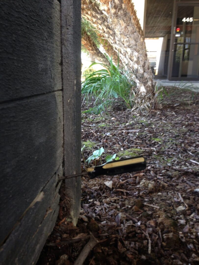 A broken bottle laying on the ground in front of a tree.