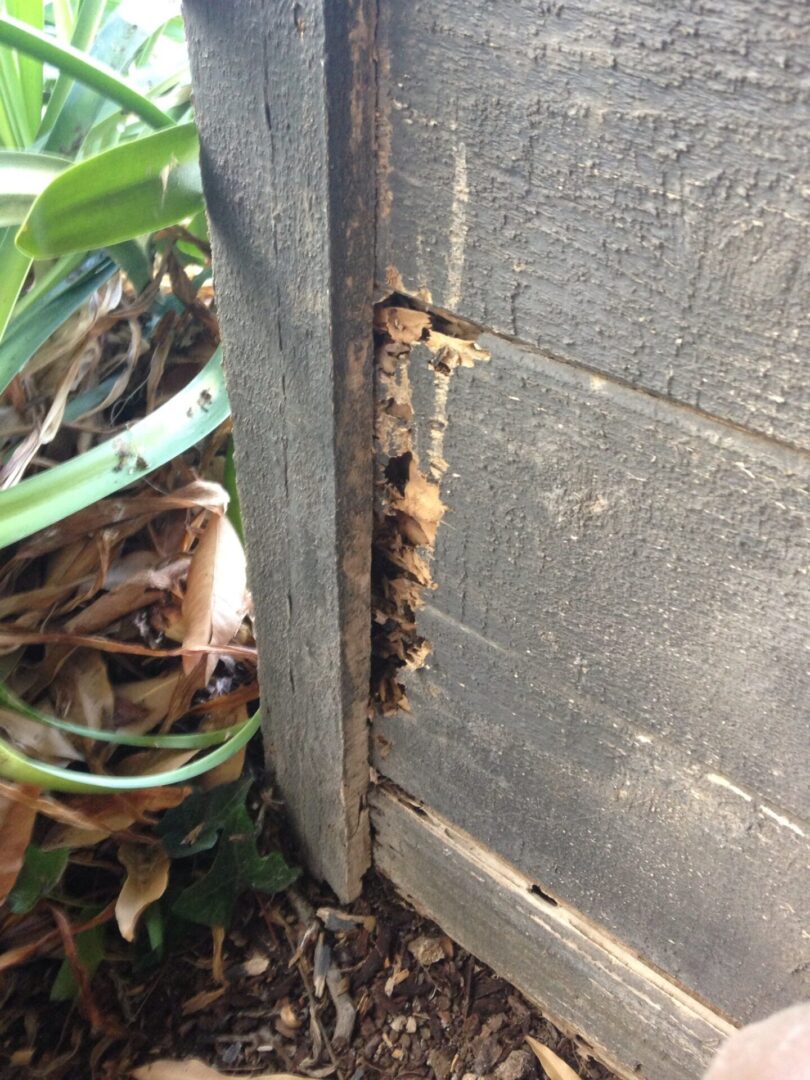 A bee hive that is in the ground.