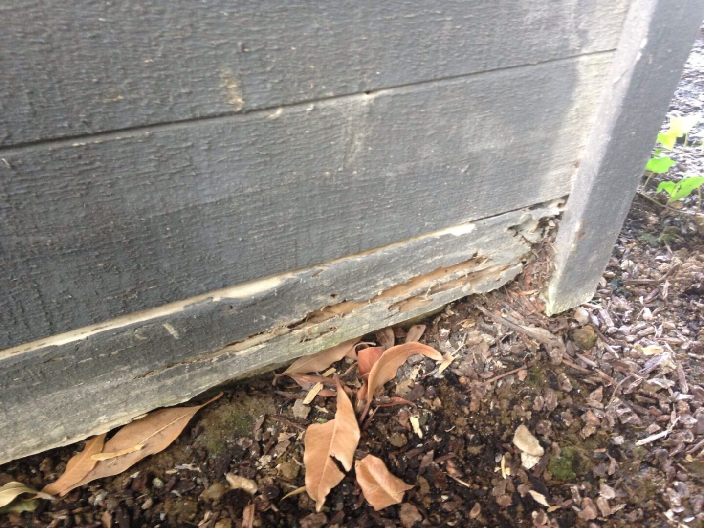 A close up of the side of a house with leaves on it